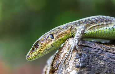 lizard, texture, background, macro, nature, wild