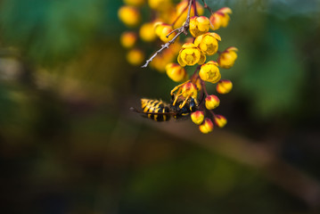 branch of a blossoming spring Berberis ottawensis