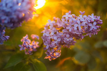 Bunch of lilac in the rays of the setting sun