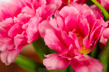 Obraz na płótnie Canvas blooming pink tulips
