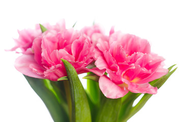 Naklejka premium blooming pink tulips