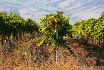 Fototapeta na wymiar Landscape with green vineyards and Mountains at background