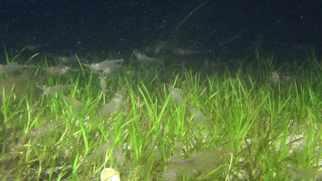Many shrimps over the sea grass beds.
