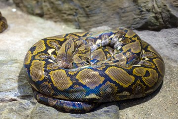 Close up of the bright, big snake