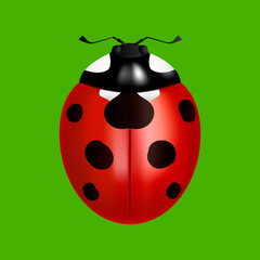 ladybird on a green background