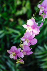 Pink orchid flowers. on  green leaves background