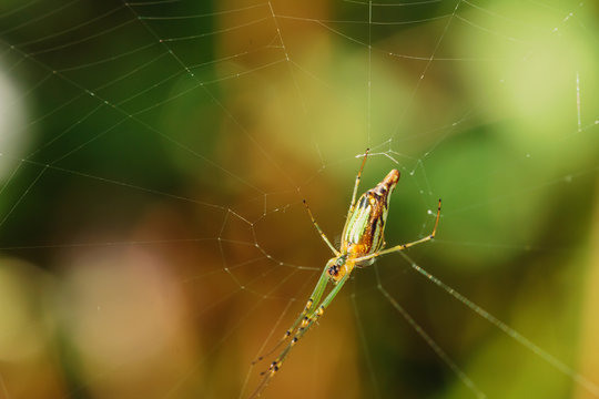 Green Spider  on spider web with small in nature
