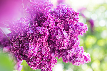 Obraz premium Green branch with spring lilac flowers