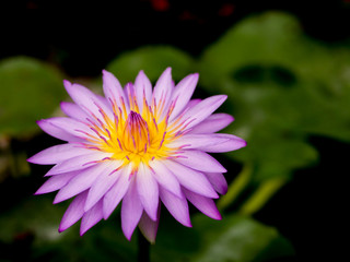 violet lotus flower over dark background