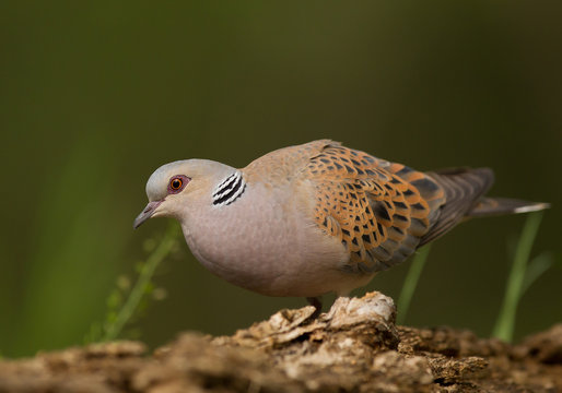 Turtle dove closeup with clean green background, Hungary, Europe