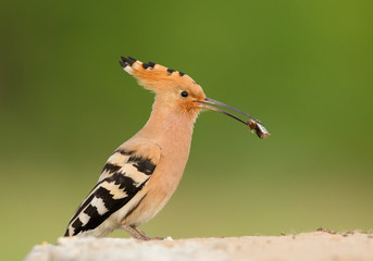 Eurasian hoopoe with insect in the beak, closeup, clean green background, Hungary, Europe