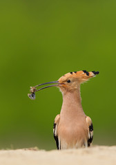 Eurasian hoopoe with insect in the beak, closeup, clean green background, Hungary, Europe © mzphoto11