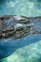 Crocodile close up