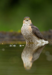 Sparrowhawk standing in drinking pond, with reflection and clean green background, Hungary, Europe