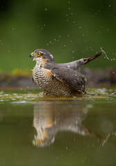 Sparrowhawk taking bath in drinking pond, with reflection and clean green background, Hungary, Europe
