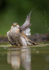 Sparrowhawk taking bath in drinking pond, water drops in the air and clean green background, Hungary, Europe