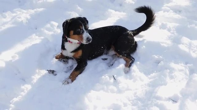 Dog Plays on Fresh Snow in the Winter Forest