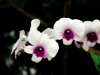 white Dendrobium orchid with dark purple centers