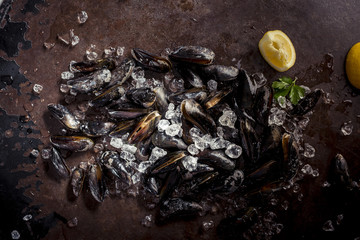 frische Muscheln