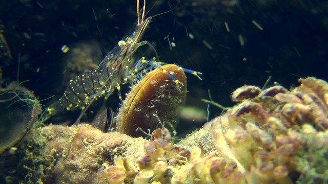 Grass Prawn on the shell of mussel, a strong current.
