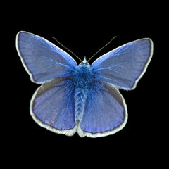 Blaeuling; Plebeius; argyrognomon