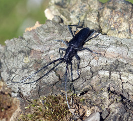 Grosser Eichenbock, Cerambyx cerdo
