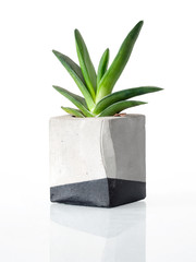 Plant in a concrete painted cubic pot