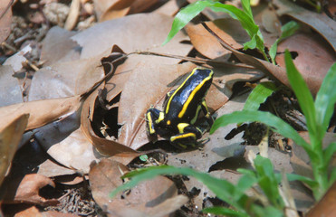 Golfodulcean poison frog (Phyllobates vittatus)