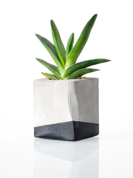 Plant In A Concrete Painted Cubic Pot