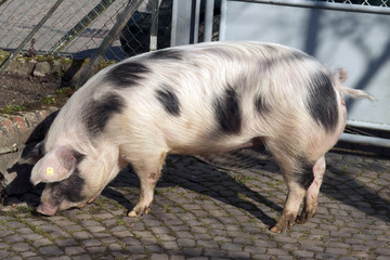 Buntes Bentheimer Schwein, Sus scrofa domesticus