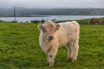 Highland cows. Cow breed originating from Scotland