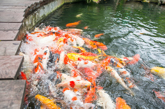 Fish feeding of  crabs in pond, selective focused