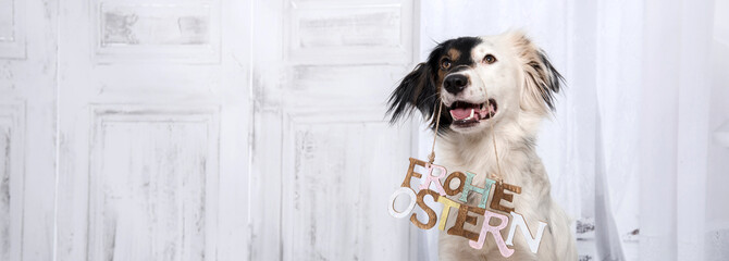 Lustiger, süßer Hund mit schwarz-weissen Gesicht mit einem 