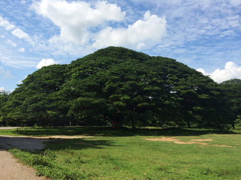 Over 100-year-old big Rain Tree (Samanea saman) in Kanchanaburi, Thailand