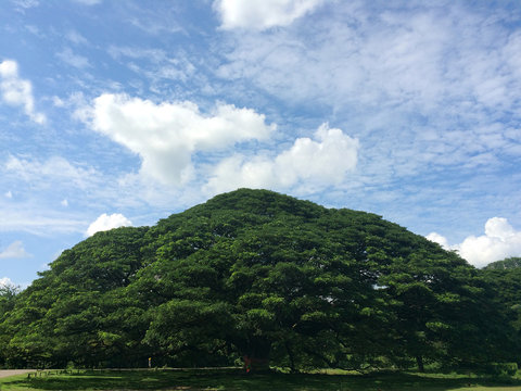 Over 100-year-old big Rain Tree (Samanea saman) in Kanchanaburi, Thailand