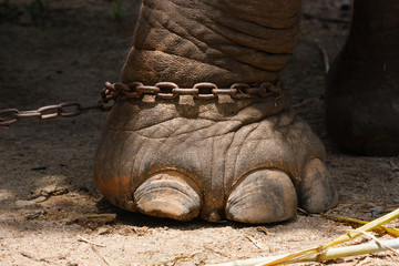 Naklejka premium Asian elephant (Elephas maximus) leg with iron chain