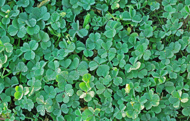 Background of Dew drops covered grass lawn