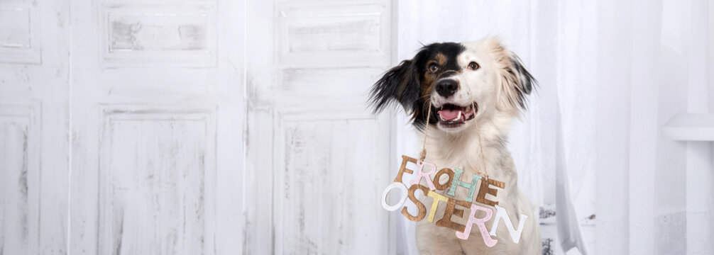 Lustiger, s&uuml;&szlig;er Hund mit schwarz-weissen Gesicht mit einem "frohe Ostern" Schild