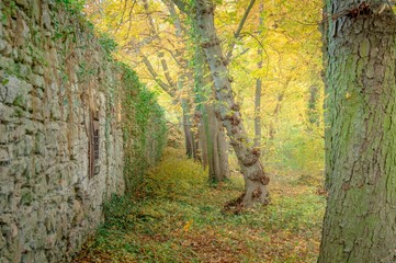 Fototapeta premium Geisterwald im Nebel