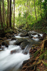 Stream in tropical rain forest