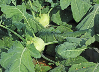 Kohlrabi, an annual European vegetable is a low stout cultivar of cabbage. Also called German Turnip, Turnip Cabbage, Knol Khol, Ganth Gobhi, Gunth Gobhi, Nookal in India. Belongs to Brassica family