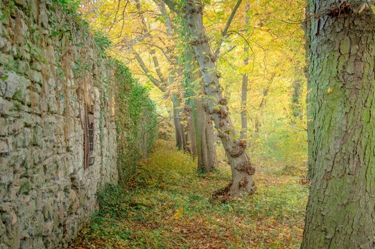 Fototapeta Geisterwald im Nebel