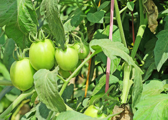 Green unripe tomatoes in plant