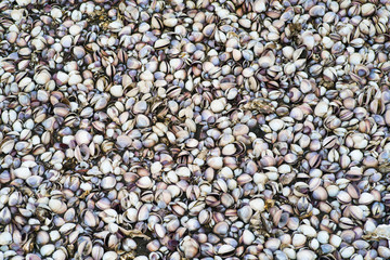 shell of tideland,kuamoto,tourism of japan