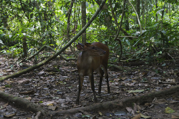 Zwerghirsch, Tragulidae