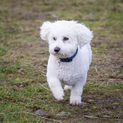 Dog Running and Playing