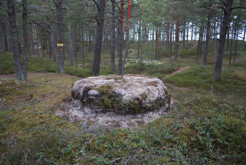 The boundary of area, marking of the forestland.