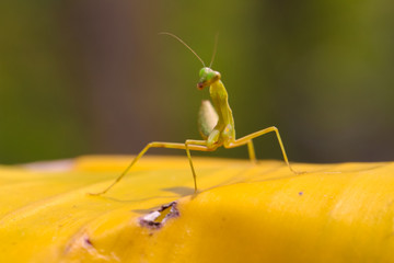 Grasshopper on banana leaf  in the garden.