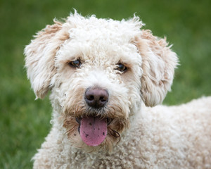 Dog Running and Playing