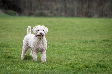Dog Running and Playing